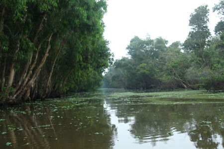 Hoang sơ rừng tràm Trà Sư ảnh 5